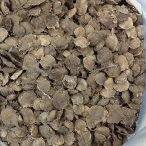 Red Sandal Seeds(20 Seeds Packet)