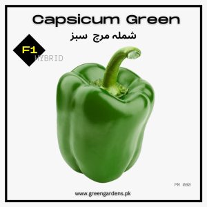Capsicum Green Seeds, F1 Hybrid شملہ مرچ سبز