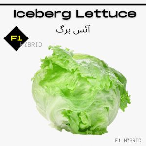 Iceberg Lettuce, F1 Hybrid / آئس برگ