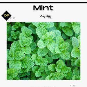 Mint Seeds / پودینہ
