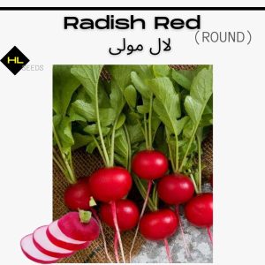 Radish Red – Round لال مولی گول