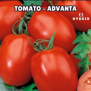 Tomato Advanta F1 Hybrid (Long) – ٹماٹر لمبا ہائیبرڈ